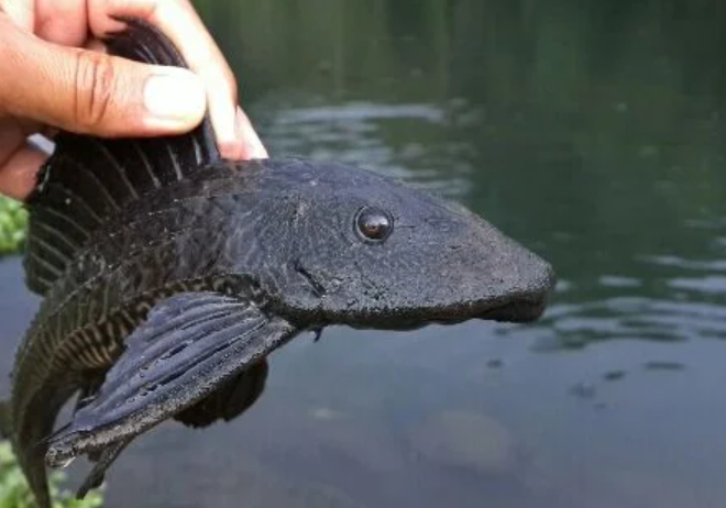 Operasi Ikan Sapu-Sapu Jakarta Diperluas