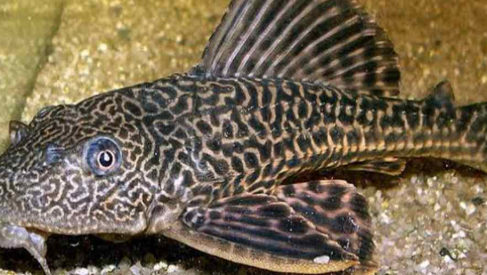 Rano Karno Usul Ikan Sapu-sapu Jadi Arang