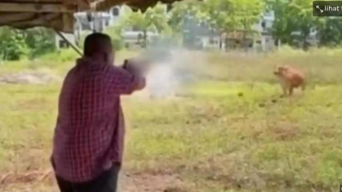 Polisi Selidiki Aksi Abu Bakar Tembak Sapi Kurban